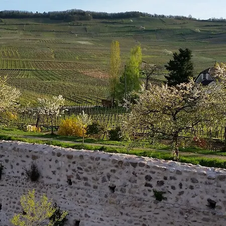 Cote Vignes Avec Terrasse Et Parking * Kientzheim